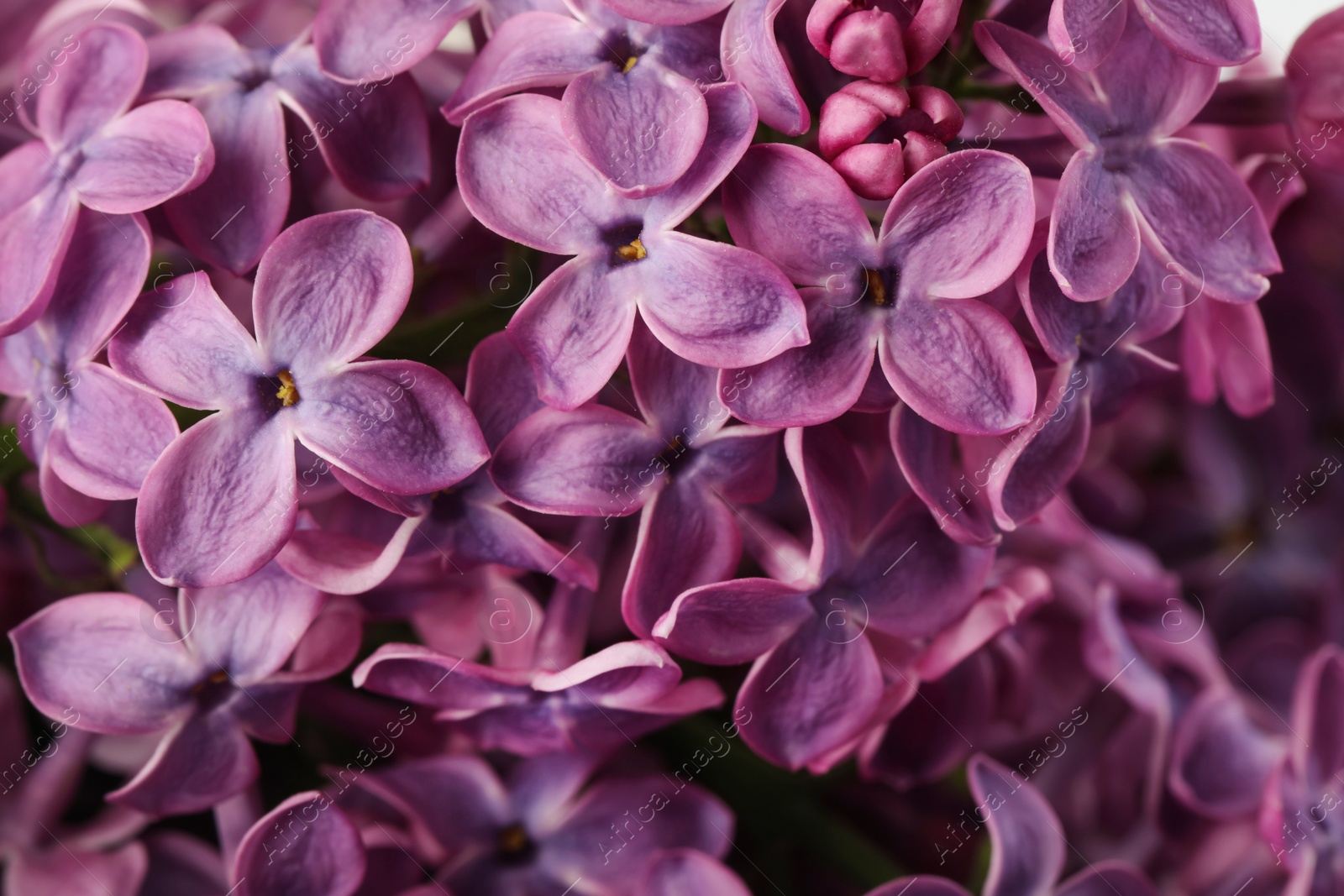 Photo of Closeup view of beautiful blossoming lilac as background