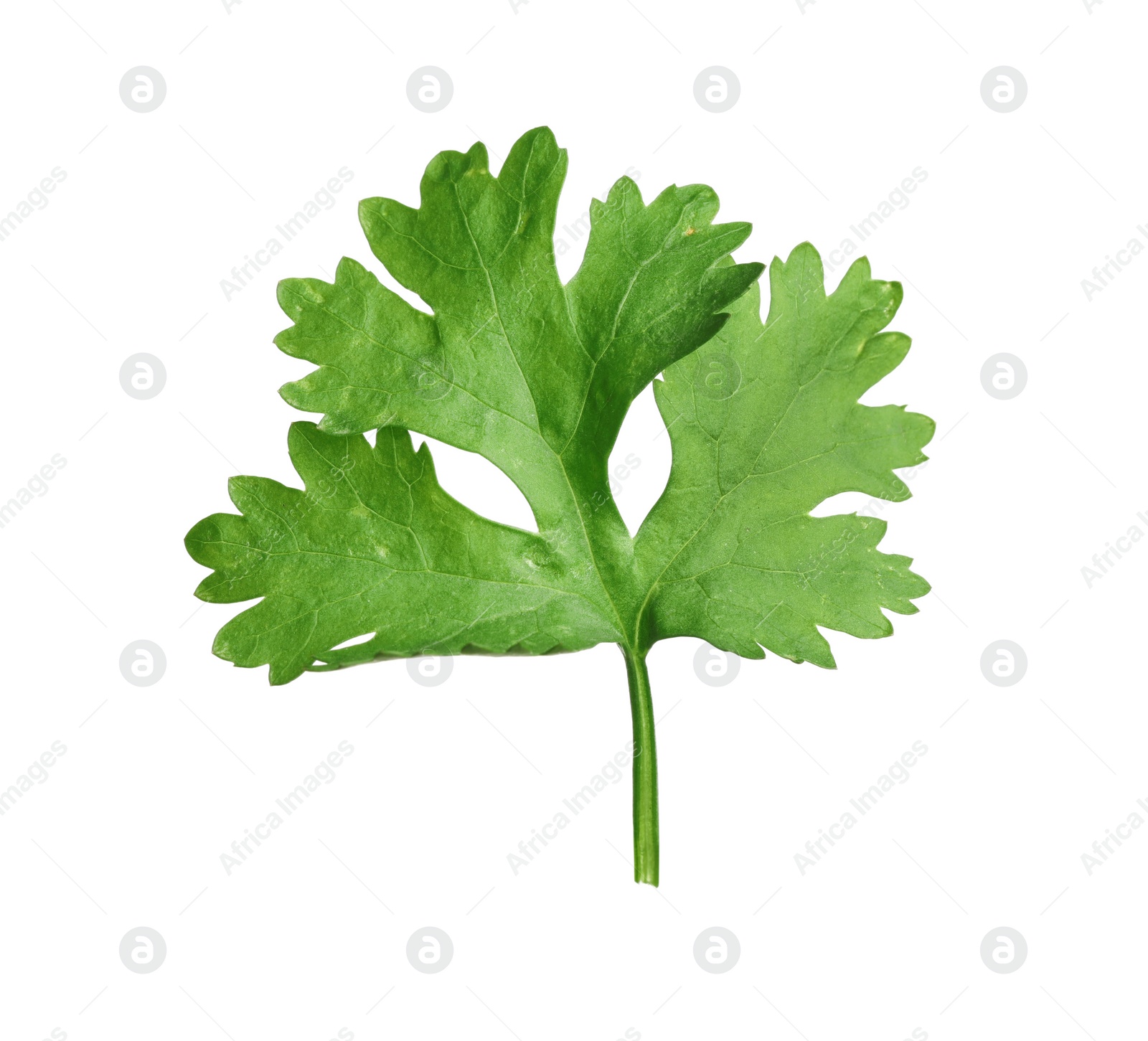 Photo of Fresh green coriander leaf isolated on white