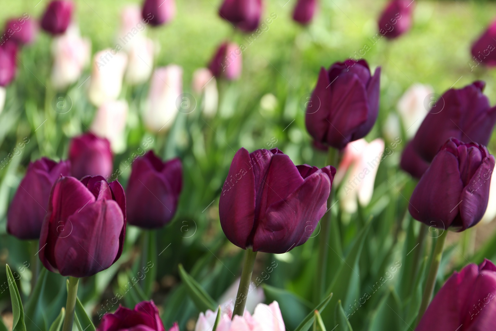 Photo of Beautiful blooming tulips outdoors on sunny day