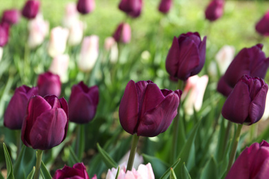 Beautiful blooming tulips outdoors on sunny day