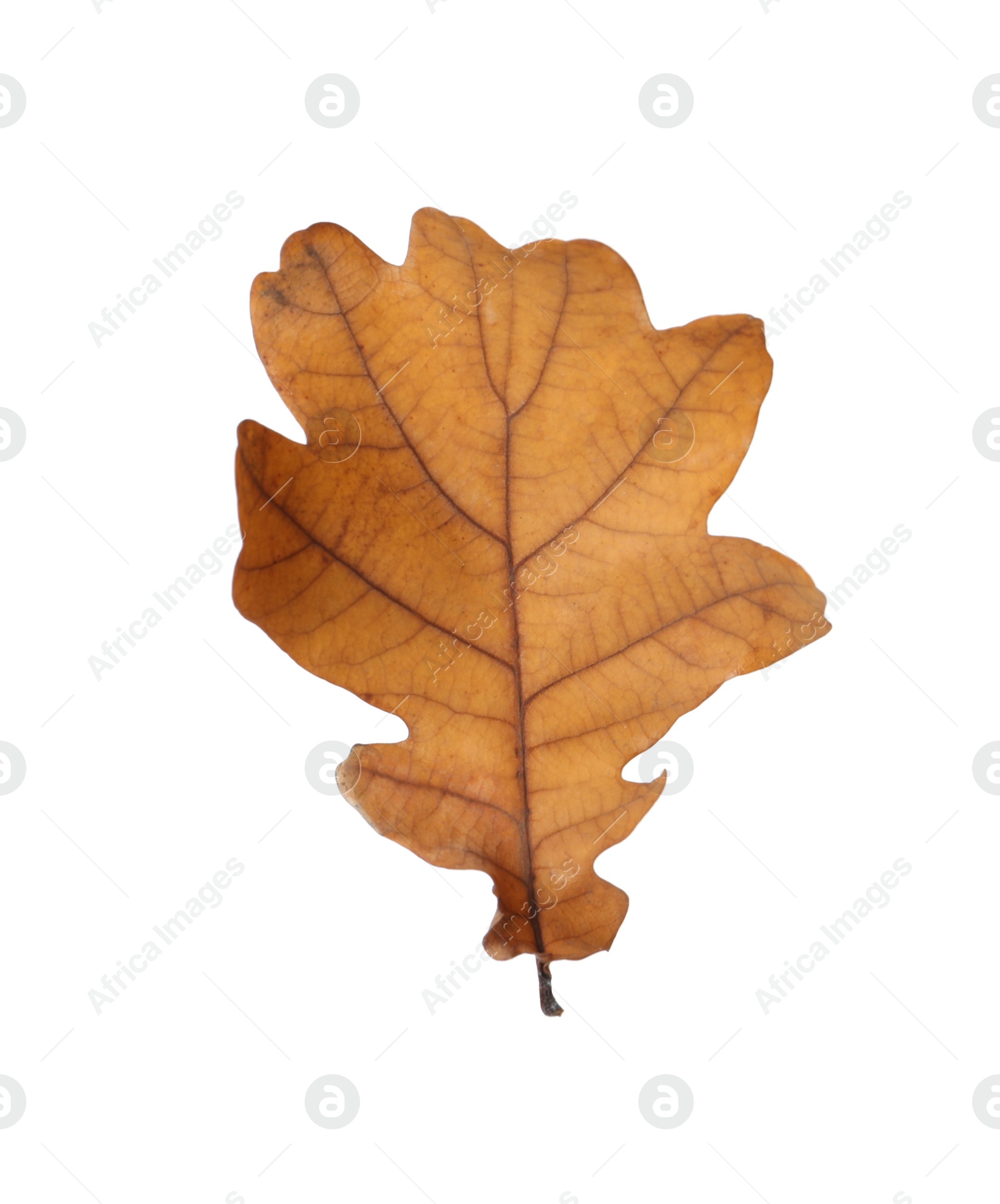 Photo of Beautiful leaf isolated on white. Autumn season