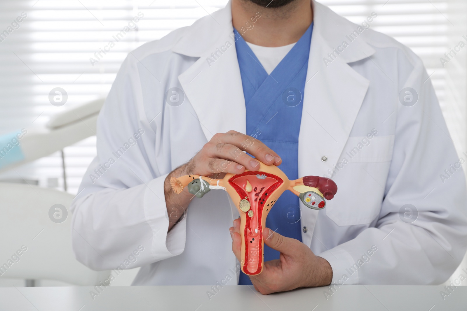 Photo of Gynecologist demonstrating model of female reproductive system in clinic, closeup