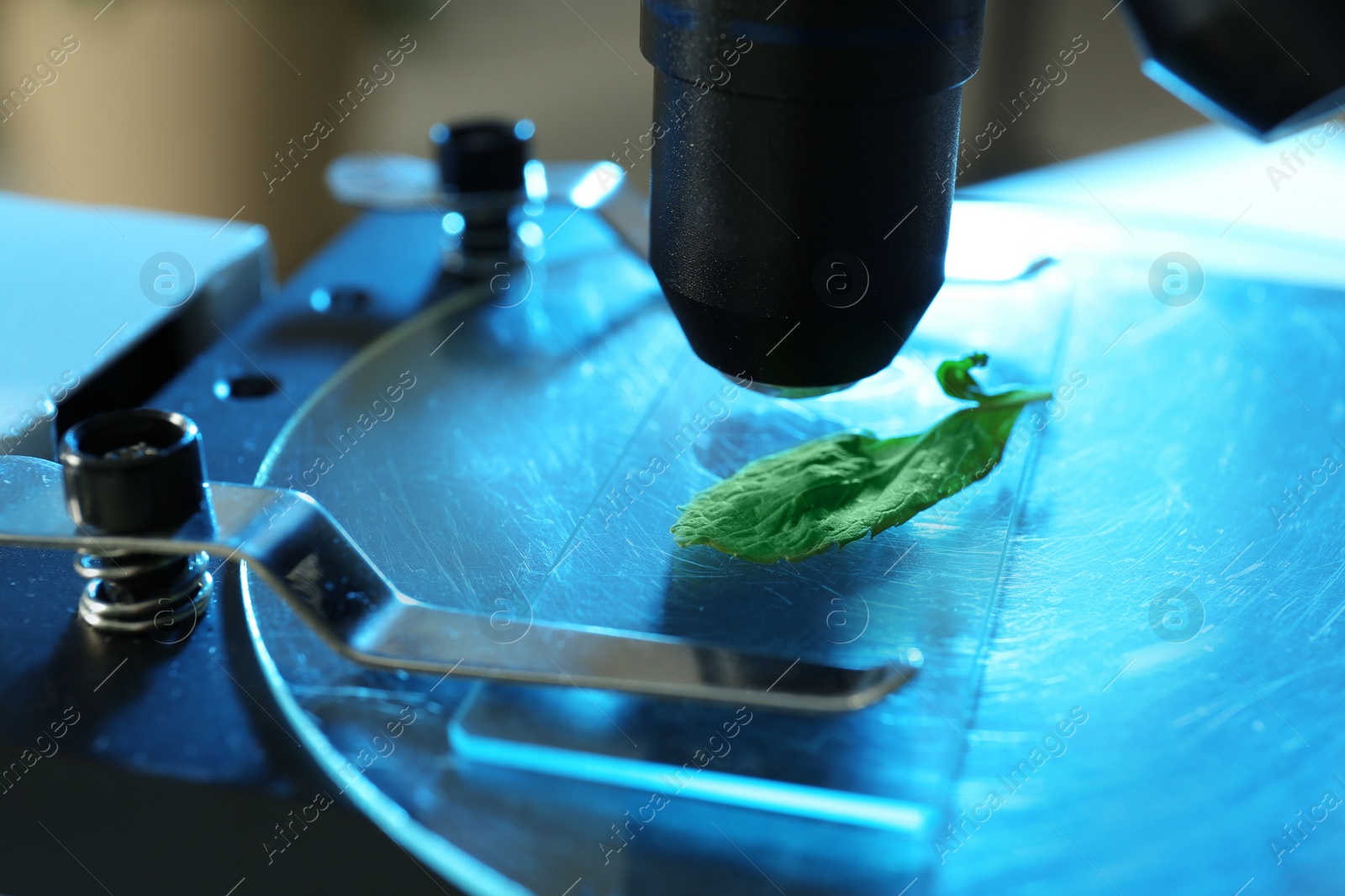 Photo of Exploring green leaf under microscope, closeup. Plant chemistry