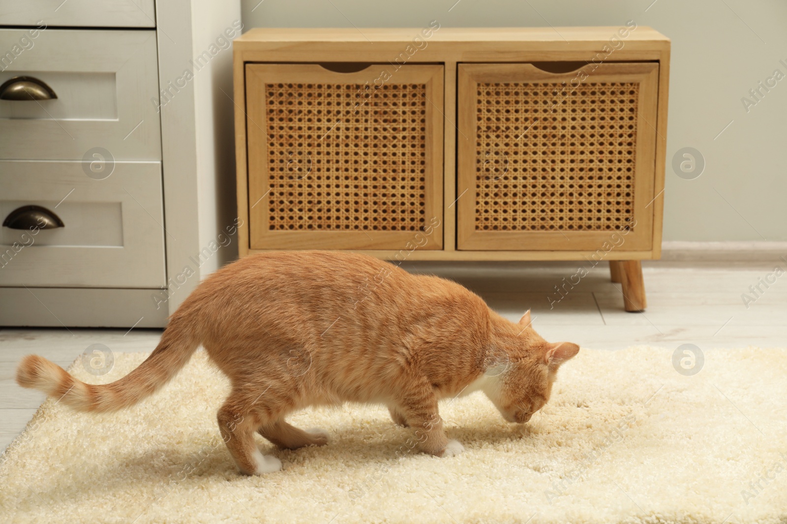 Photo of Cute cat sniffing wet spot on beige carpet at home