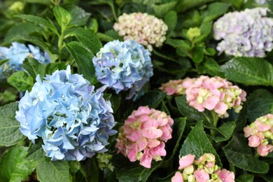 Photo of Beautiful hortensia plants with colorful flowers outdoors