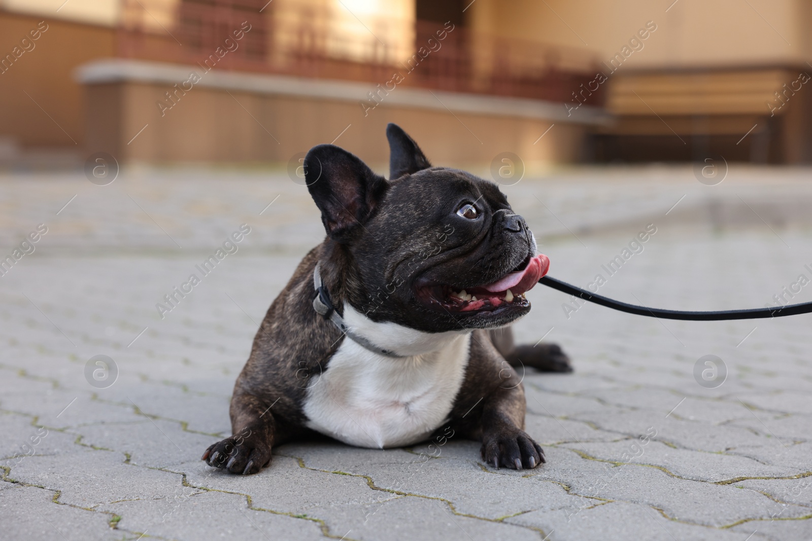 Photo of French Bulldog lying on pavement outdoors. Cute pet on walk