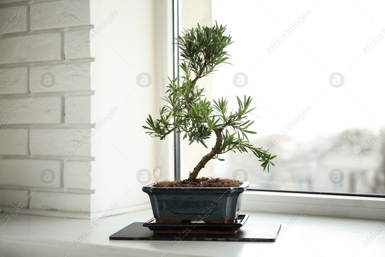 Photo of Japanese bonsai plant on windowsill indoors. Creating zen atmosphere at home