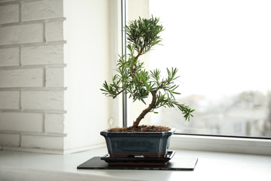 Japanese bonsai plant on windowsill indoors. Creating zen atmosphere at home