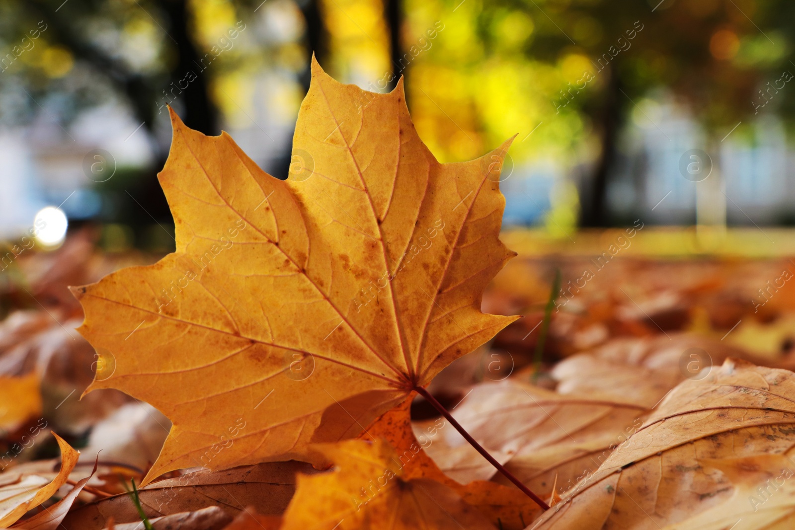 Photo of Pile of beautiful fallen leaves outdoors on autumn day, closeup