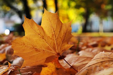 Photo of Pile of beautiful fallen leaves outdoors on autumn day, closeup