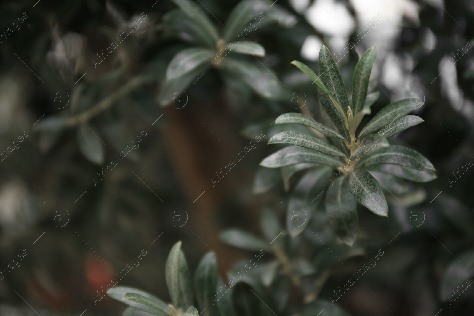 Photo of Olive twigs with fresh green leaves on blurred background, closeup