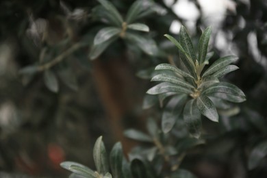 Photo of Olive twigs with fresh green leaves on blurred background, closeup