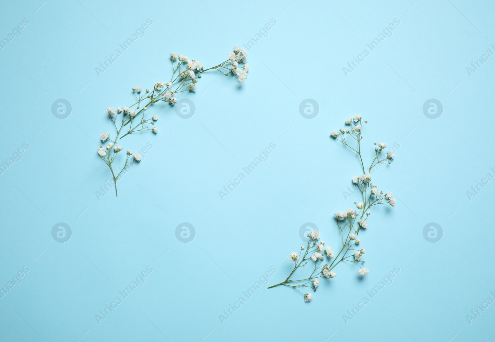 Photo of Beautiful floral composition with gypsophila flowers on light blue background, flat lay. Space for text