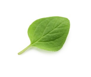 Photo of Fresh green oregano leaf isolated on white, top view