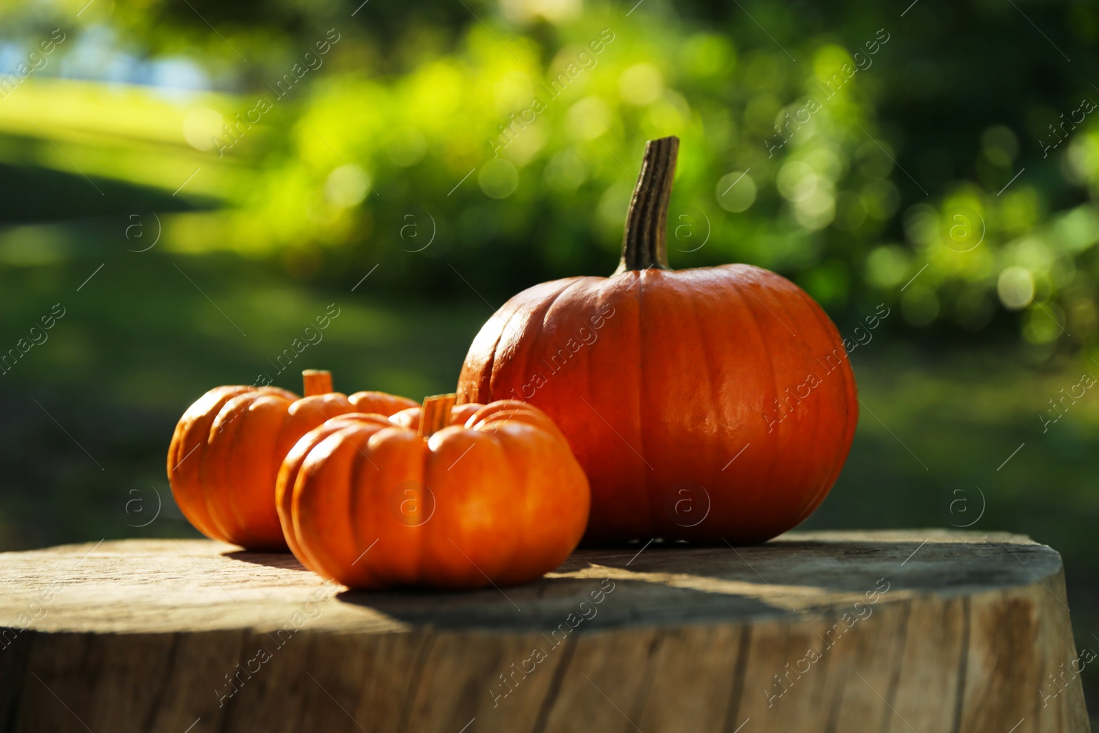 Photo of Many orange pumpkins on stump in garden, closeup