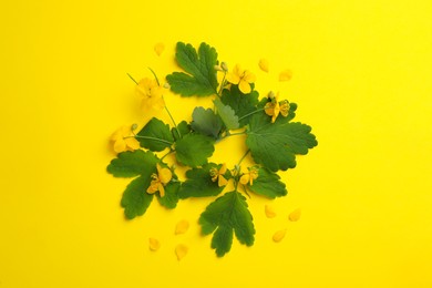 Photo of Celandine with beautiful flowers on yellow background, flat lay