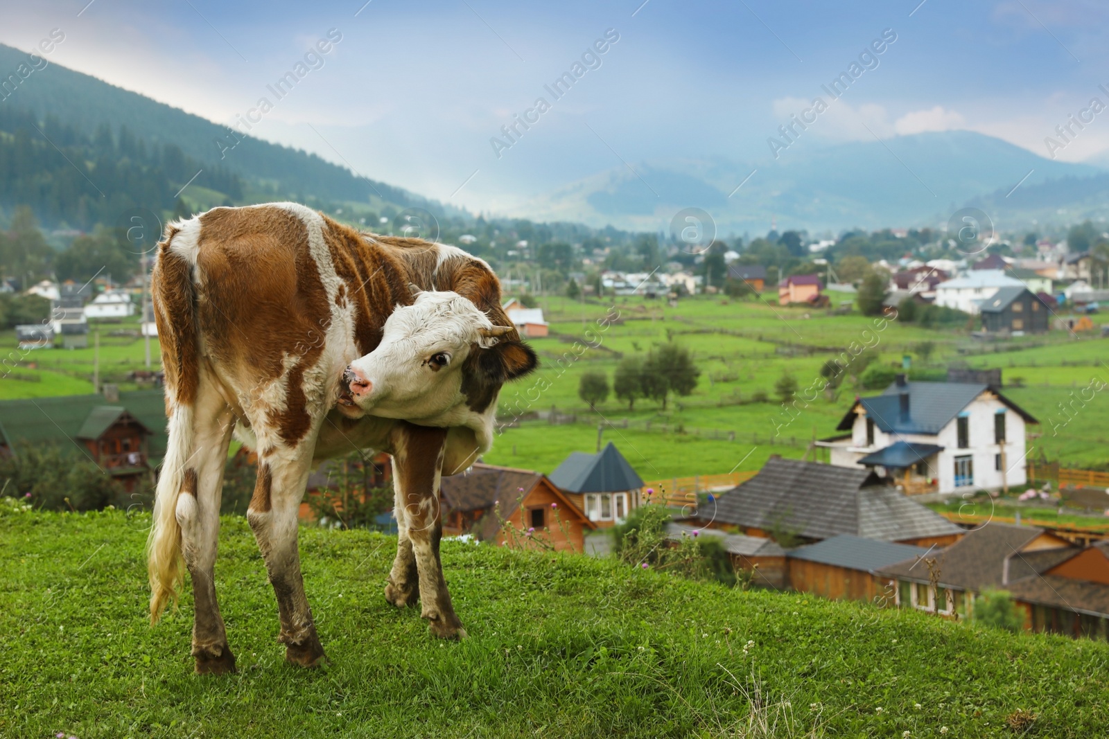 Photo of Beautiful cow on hill near small village