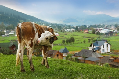 Beautiful cow on hill near small village