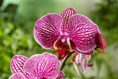 Photo of Beautiful tropical orchid flowers on blurred background, closeup