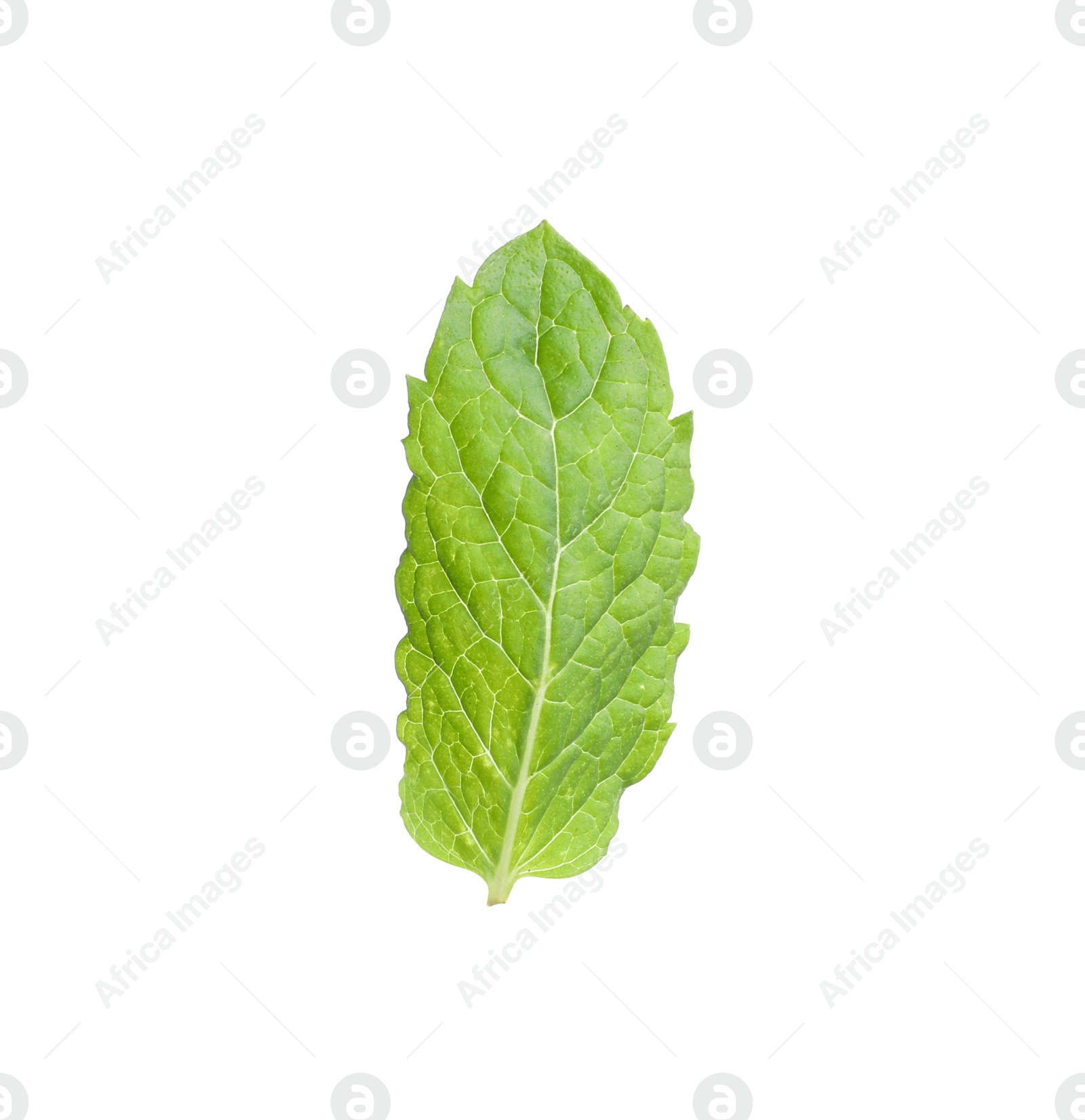 Photo of Aromatic green mint leaf isolated on white. Fresh herb