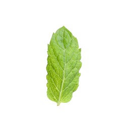 Aromatic green mint leaf isolated on white. Fresh herb