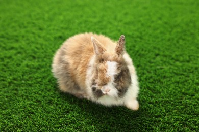 Photo of Cute fluffy pet rabbit on green grass