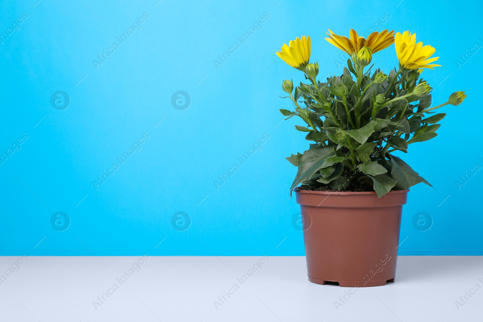 Photo of Beautiful potted yellow chrysanthemum flowers on white table against light blue background. Space for text