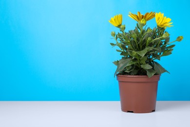 Beautiful potted yellow chrysanthemum flowers on white table against light blue background. Space for text