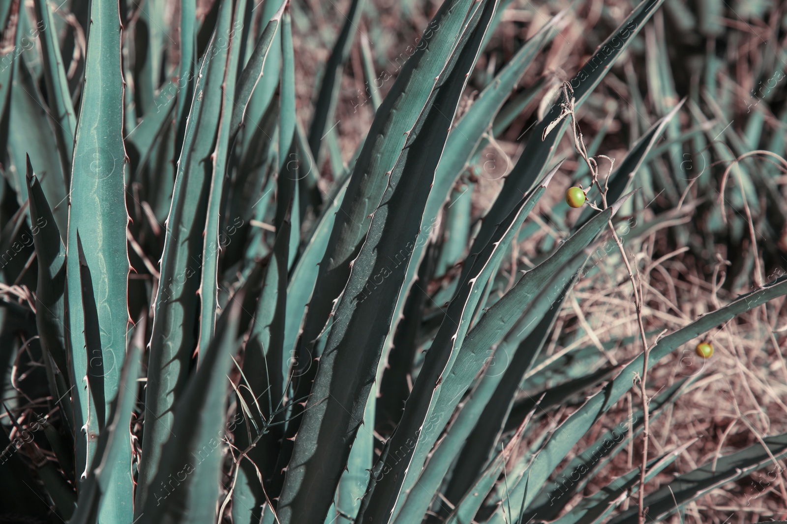 Photo of Closeup view of beautiful Agave plant growing outdoors