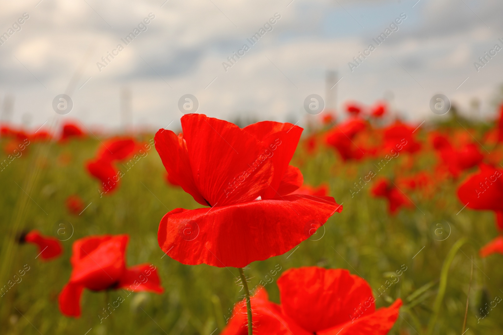 Photo of Beautiful red poppy flowers growing in field, closeup