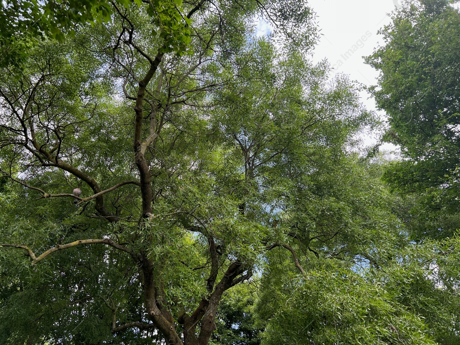 Photo of Beautiful tree with green leaves against cloudy sky, low angle view