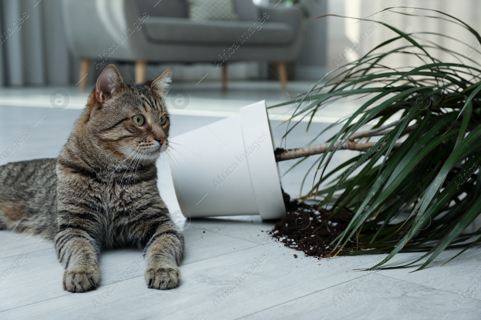 Photo of Mischievous cat near overturned houseplant on floor indoors