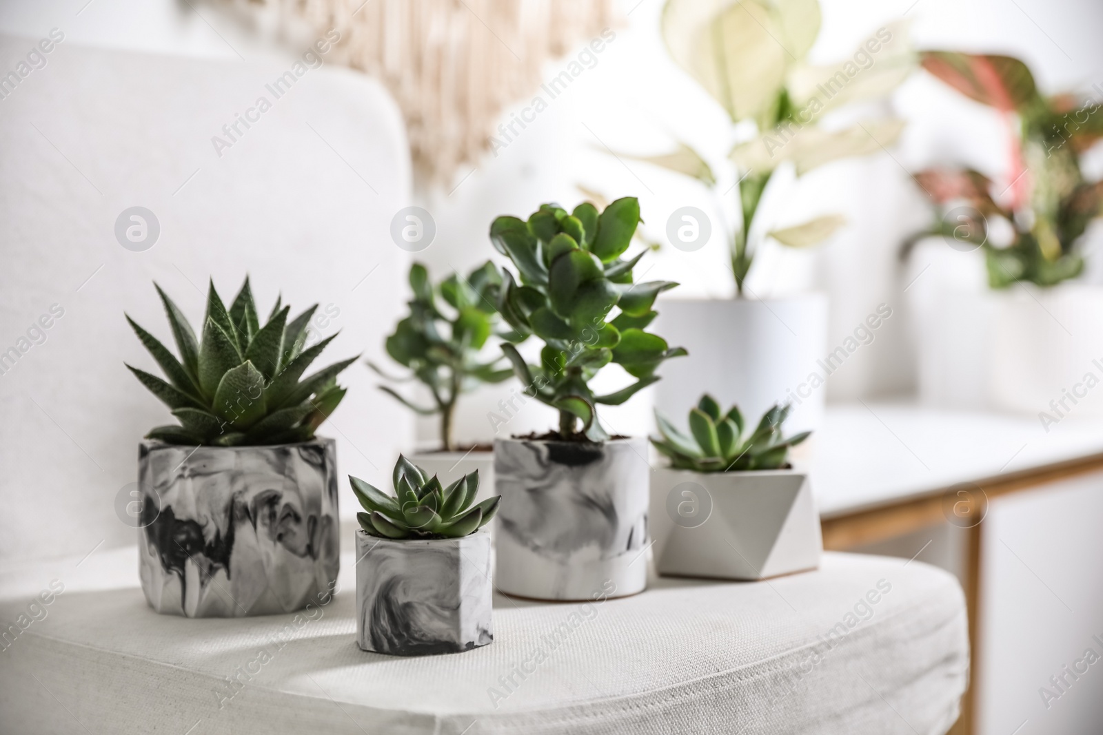 Photo of Beautiful succulents on chair indoors. Interior decoration