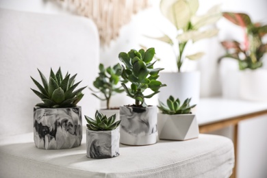 Photo of Beautiful succulents on chair indoors. Interior decoration
