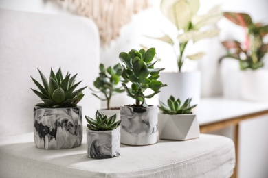 Beautiful succulents on chair indoors. Interior decoration