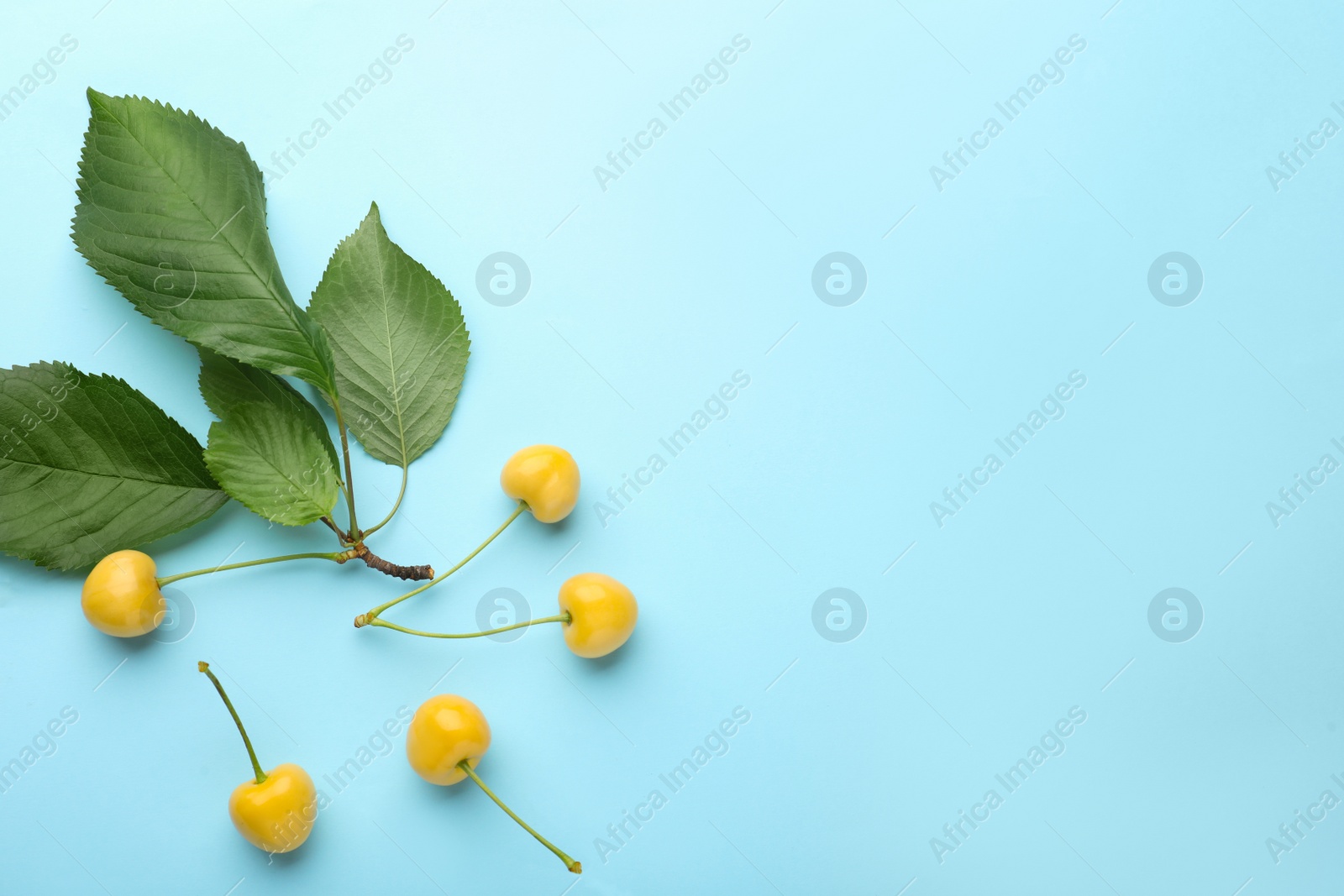 Photo of Ripe yellow cherries with green leaves on turquoise background, flat lay. Space for text