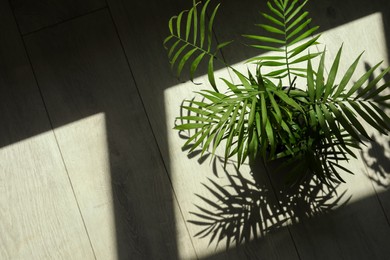 Photo of Beautiful green houseplant casting shadow on wooden floor indoors, above view. Space for text