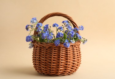 Beautiful blue forget-me-not flowers in wicker basket on beige background