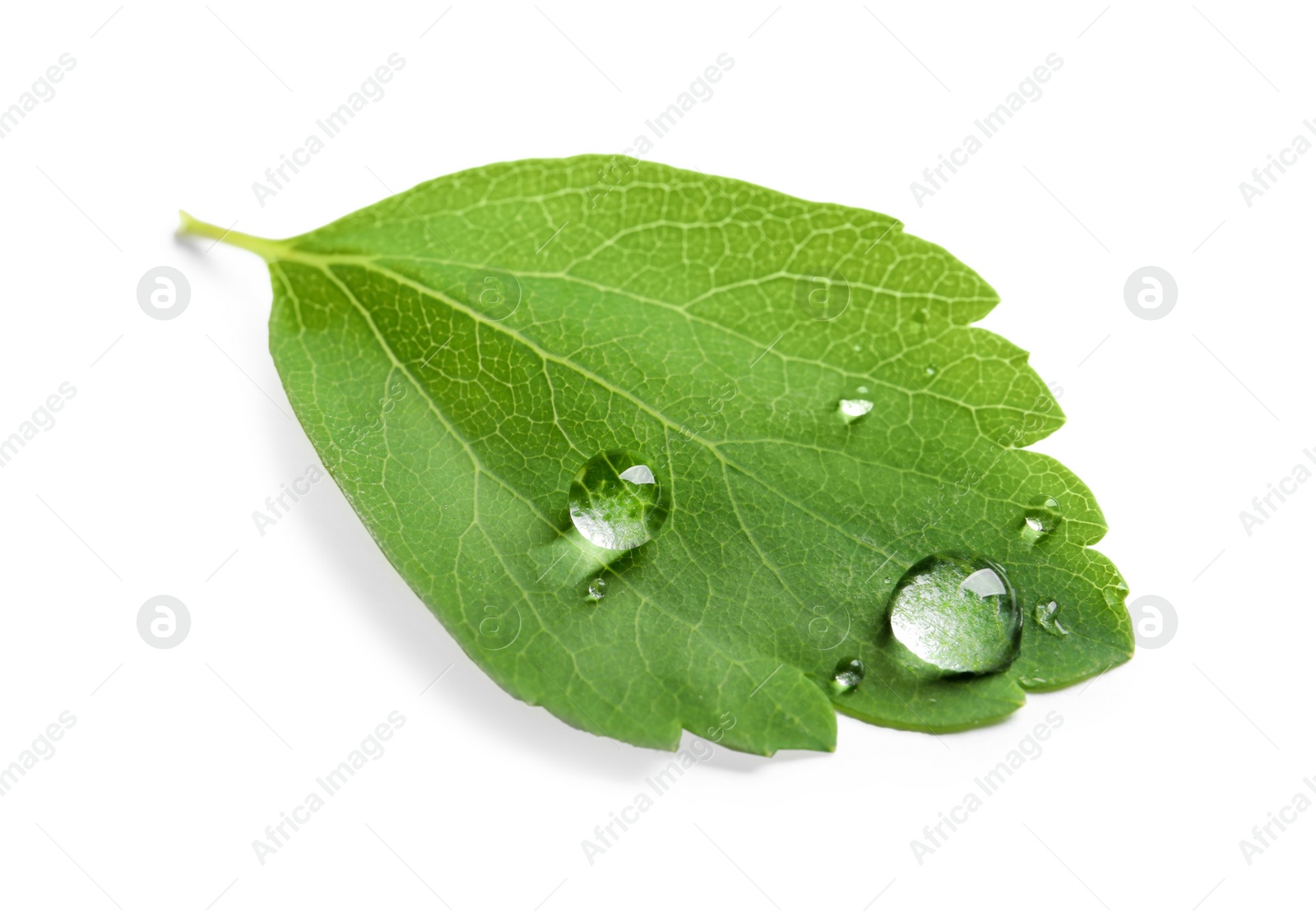 Photo of Green leaf with dew on white background