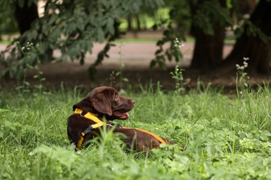 Photo of Adorable Labrador Retriever puppy lying in green grass outdoors