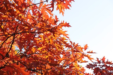 Photo of Beautiful trees with autumn leaves against sky on sunny day, low angle view