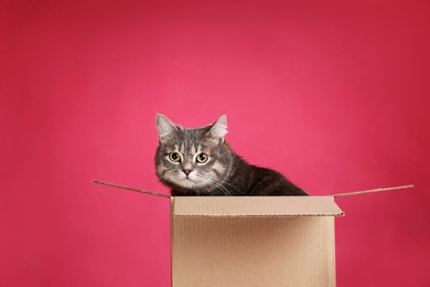Photo of Cute grey tabby cat sitting in cardboard box on pink background