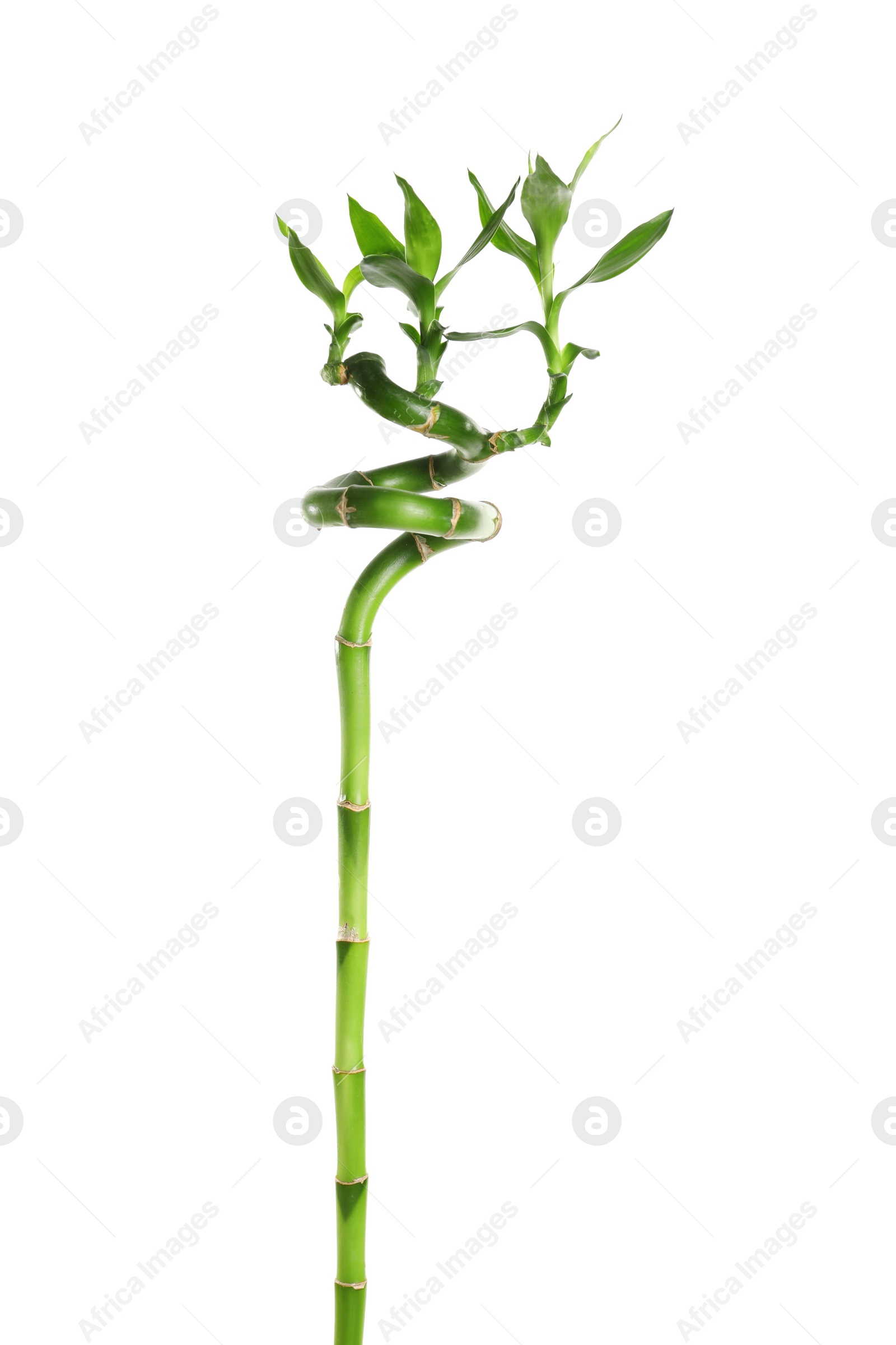 Photo of Green bamboo stem with leaves on white background