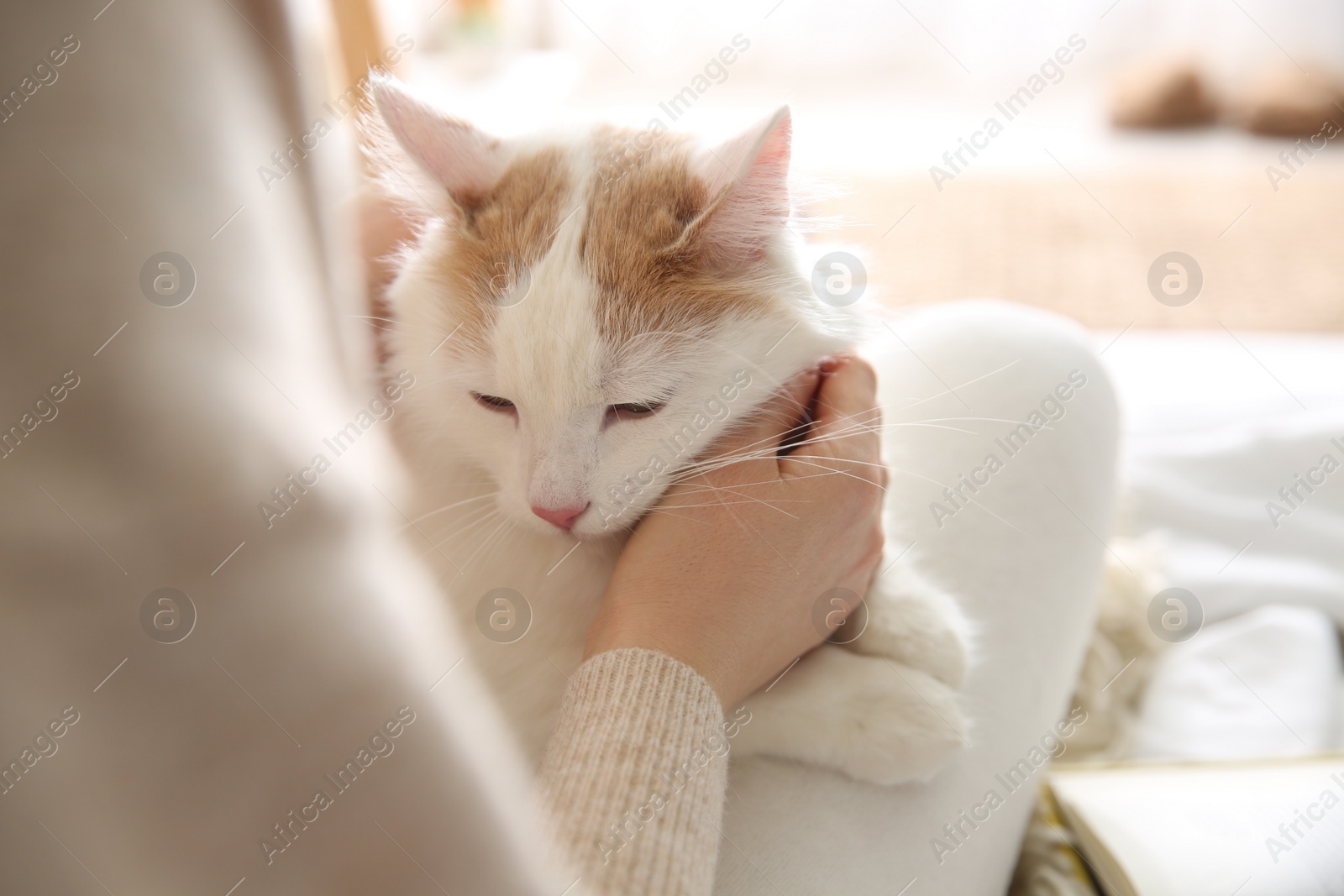 Photo of Woman with cute fluffy cat on bed, closeup