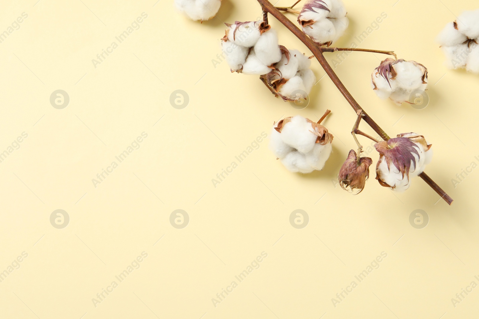 Photo of Dry cotton branch with fluffy flowers on beige background, flat lay. Space for text