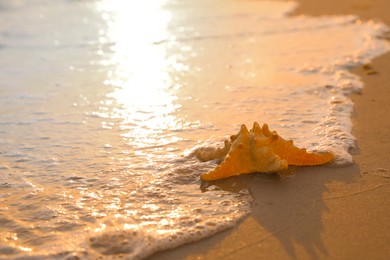 Photo of Beautiful sea star on sunlit sand at sunset, space for text