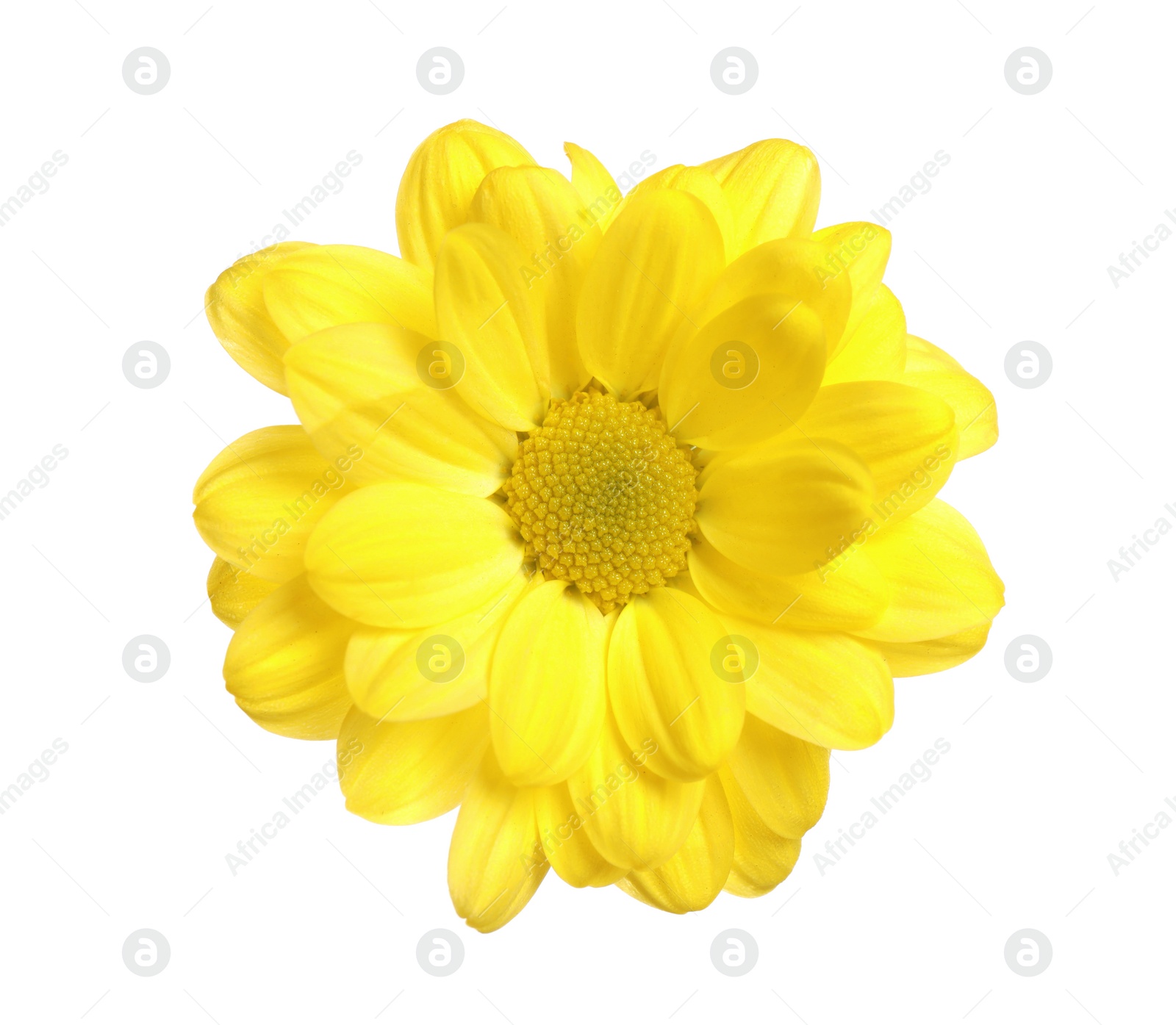 Photo of Beautiful yellow chamomile flower on white background