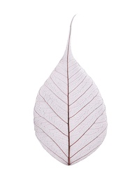 Photo of Beautiful decorative skeleton leaf on white background