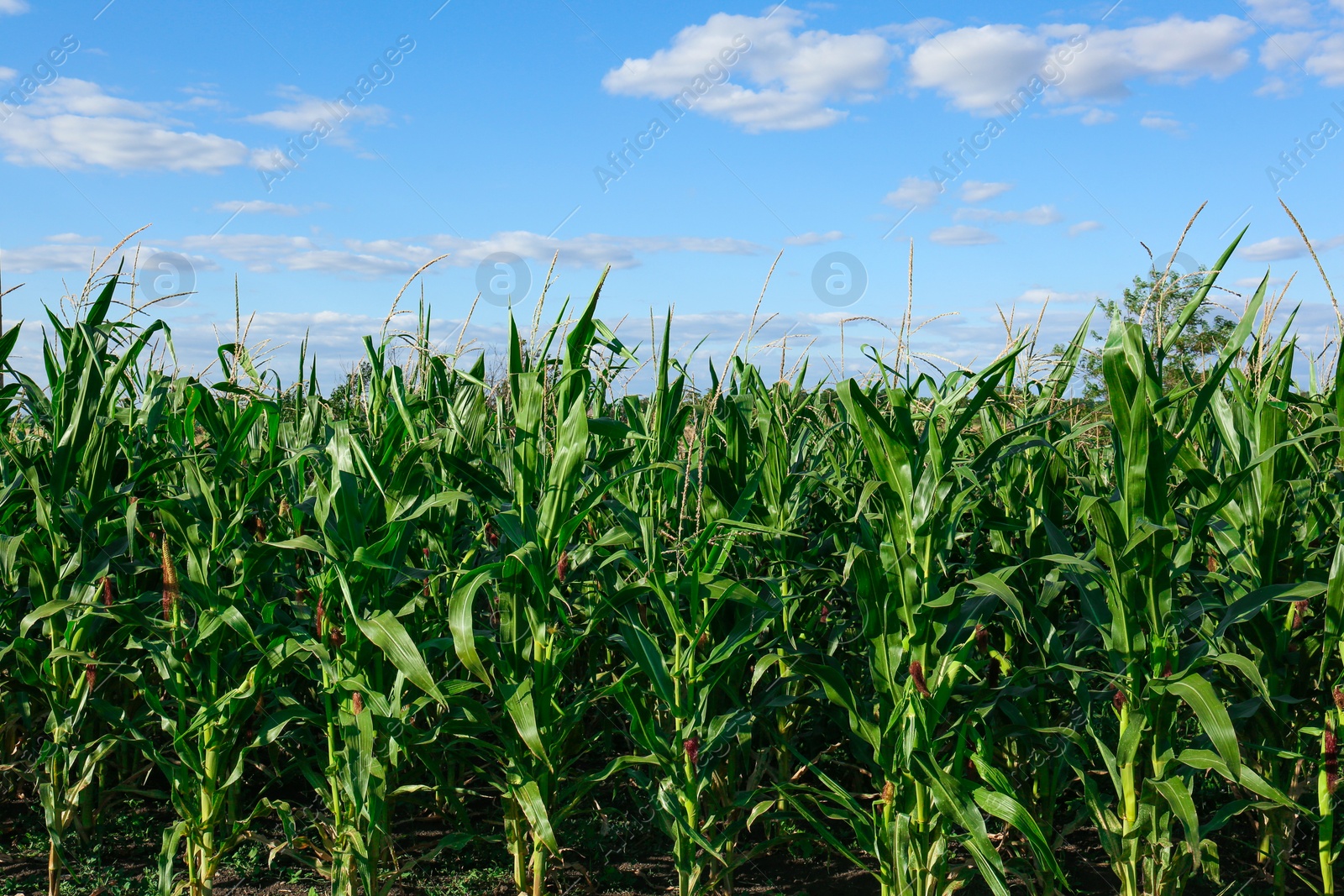 Photo of Beautiful view of corn growing in field