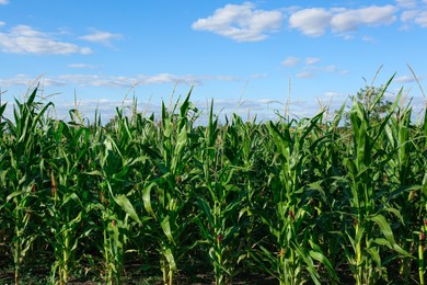 Photo of Beautiful view of corn growing in field